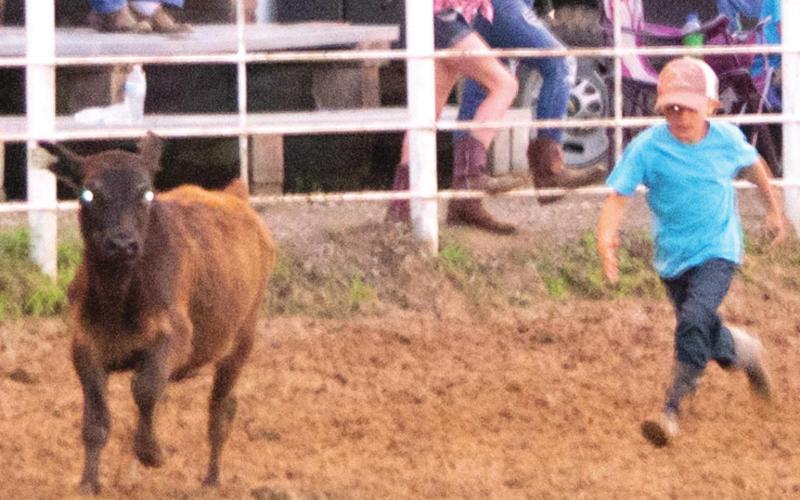Bull riding, rodeo action at Columbus Saddle Club arena