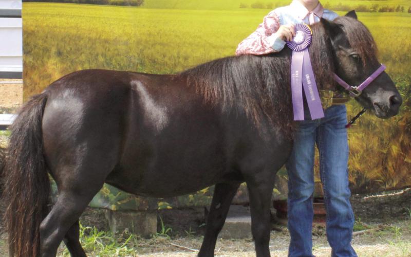 During annual Cherokee County Horse Show Abigail Hall was presented the award for Grand Miniature Horse.