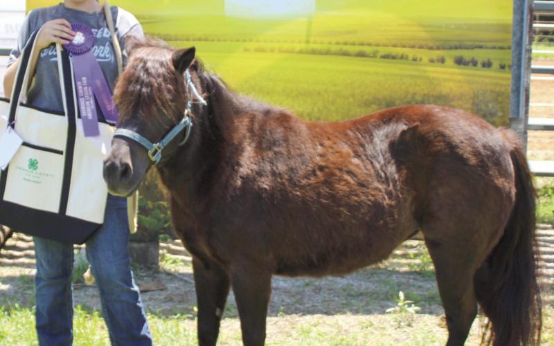 During annual Cherokee County Horse Show Remington Herman was presented with the award for Grand Pony.