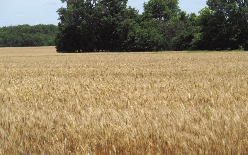 Justin Gilpin, CEO of the Kansas Wheat Commission for 16 years, is in Washington, D.C., to lobby Congress in support of the idea that international food assistance programs are a tool to fight hunger, build global markets and help Kansas farmers. (Jill Hummels for Kansas Reflector)