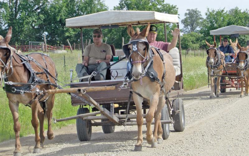 “Mule train”