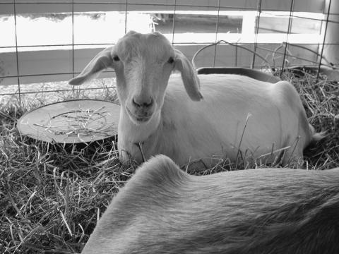 County fair season begins across state