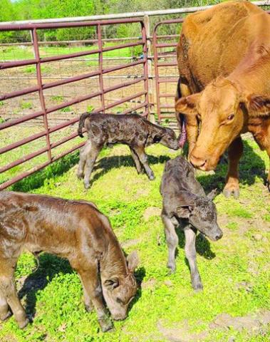 Triplet female calves were born on the farm of Fred and Rosy Heistand late last week. The three young heifers are doing fine and the mother cow seems to be very protective of the youngsters. Only one in every 105,000 bovine births produces triplets and the odds of same sex triplet births is astronomical. Courtesy photo.