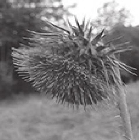 Caduss nutans L, known as Musk Thistle