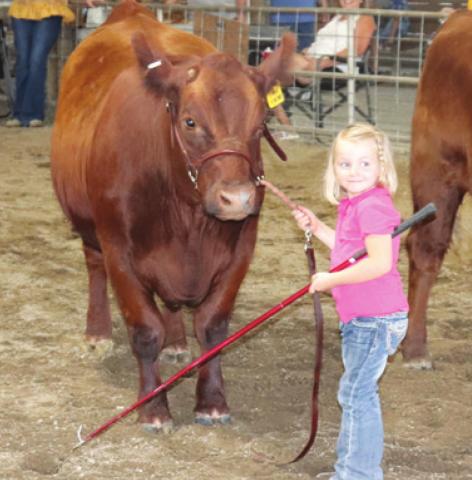 At the young age of three Julia Harrington showed her Red Angus cow in the open division of the Cherokee County Fair Beef Show Thursday July 22. Photo