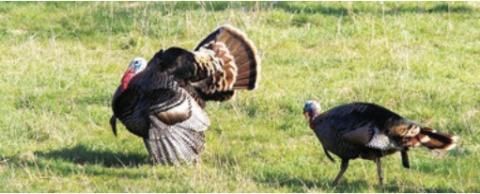 Turkey populations studied