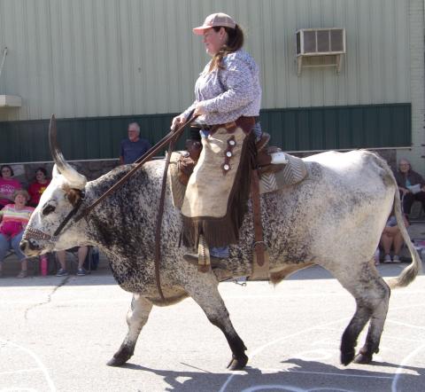 The most unusual attraction of the parade was a giant long horn steer being ridden by Debbie Welch. The animal is owned by Debbie and Les Welch of Columbus.