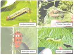Dealing with soybean seedling pests