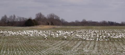 The local area is being inundated with Geese The history of goose management in Kansas and the Central Flyway is one of success. During the early 1960’s slightly more than 200,000 Canada geese were observed during the winter surveys in the Central Flyway. In January 2001, approximately 1.25 million were reported.