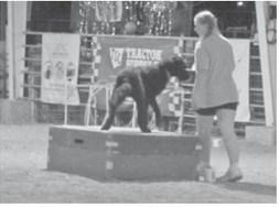 Youth in 4-H, FFA and Heritage Youth Association participated in the dog show during the fair. Photo by Jadeyn Ivey