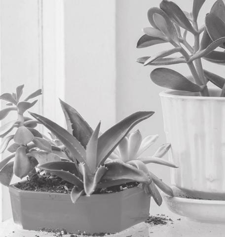 Too much of a good thing? Overfertilizing houseplants leads to problems