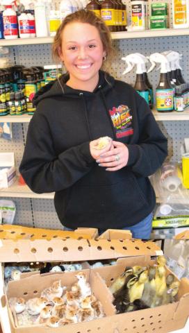 Chick day at the Baxter Springs Coop