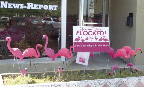 The opening round of Flocking Flamingo’s descended on the planter in front of the News-Report office. The only way to get rid of the flock is to pay a fine and send them somewhere else. The game is a fundraiser for Dream Big- Little Ones. If you have someone you would like the Flamingo’s to flock to their yard call 620-429-6353.