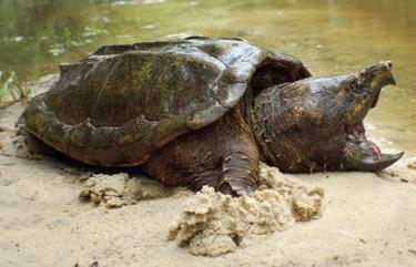 Staff with the Kansas Department of Wildlife and Parks (KDWP) released a batch of alligator snapping turtles back into their native home range in the Neosho River Thursday, September 12.