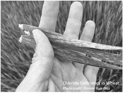 Sulfur, chloride problems for wheat growth