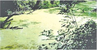 Nearly 10 years ago Cow Creek was considered polluted by the sewer plant in Pittsburg. The Kansas Department of Health and Environment (KDHE) allowed the city to flood the sewage into Cow Creek and Cherokee County during heavy rain. File photo.