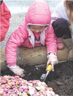 Members of Heritage Youth of America, a new youth development club, helped plant mums at the Extension Office. Jael King, readies the hole for the plant. Courtesy photo.