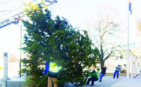 Members of the Columbus Lions Club spent a cold Sunday afternoon erecting the annual Courthouse Christmas Tree. Fire Chief Steve Burton and fireman Justin Grafel assisted in lifting the enormous tree upright. Members of the Lion’s Club participating were Mark Winter, Grant Spieth, Buddy Derfelt, David Holmes, Janet Lindsey, Regina Jamison, Brad Gleason and Steve Jameson. The lighting of the tree will be part of the Christmas Opening on Wednesday prior to the parade.
