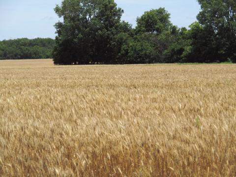 Justin Gilpin, CEO of the Kansas Wheat Commission for 16 years, is in Washington, D.C., to lobby Congress in support of the idea that international food assistance programs are a tool to fight hunger, build global markets and help Kansas farmers. (Jill Hummels for Kansas Reflector)
