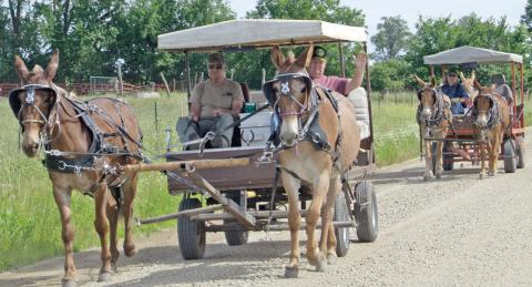  “Mule train”