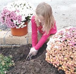 Adalynn Garner, member of the new Heritage Youth of America group dug a hole in the planter for the new mums at the Extension Office. Courtesy photo.