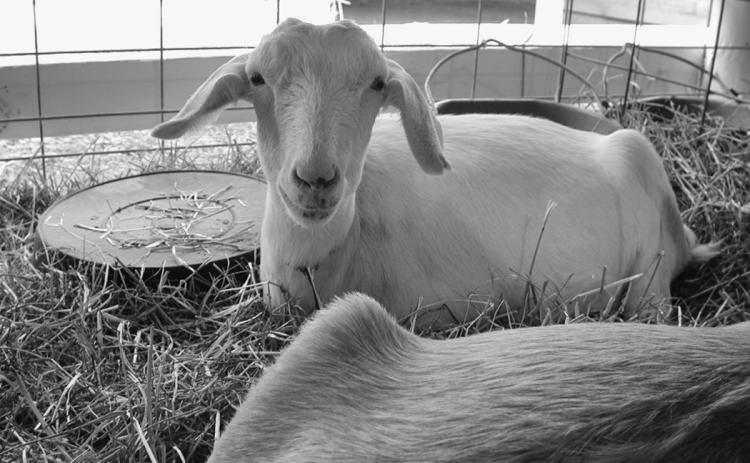 County fair season begins across state