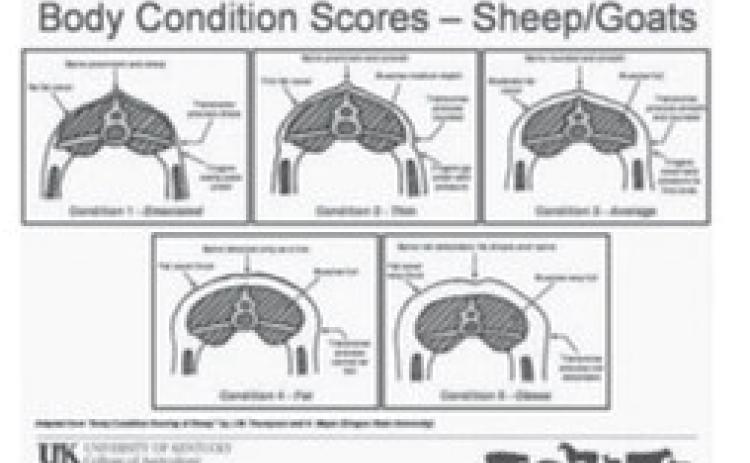Winter is time to assess health of male goats