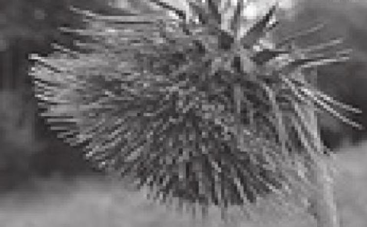 Caduss nutans L, known as Musk Thistle