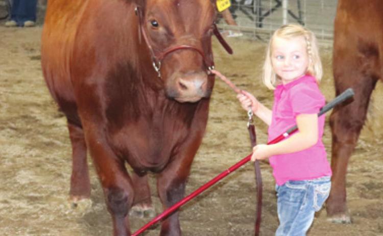 At the young age of three Julia Harrington showed her Red Angus cow in the open division of the Cherokee County Fair Beef Show Thursday July 22. Photo