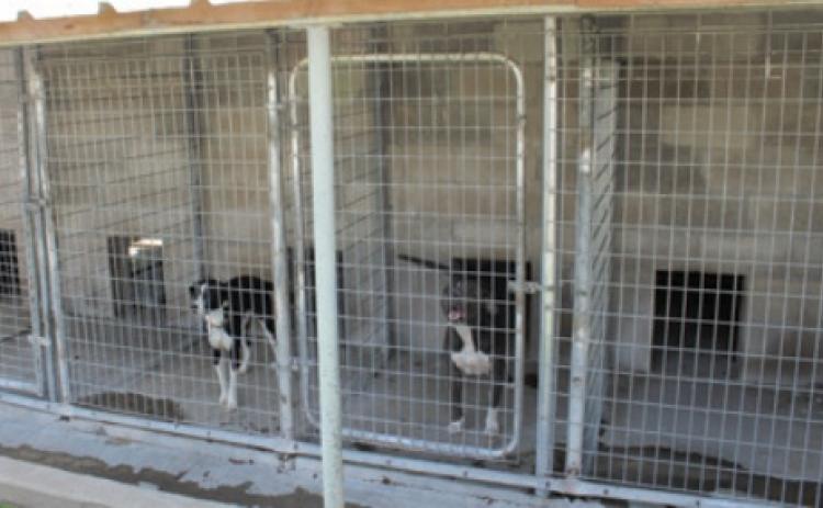 Remodeled Columbus dog pound gets state approval