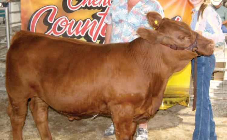 Shamrock 4-H Club member Samantha Ohmart, daughter of Bub and Angel Tate, of rural Columbus received a premium of $2,900 for her Grand Champion Feeder Calf from Dr. Robert Herron Regional Dentistry. This is the 35th year Dr. Herron has purchased a Grand Champion at the premium auction. There were 12 feeder calves in the sale which brought $15.000 in total premium bids.