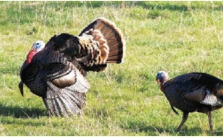 Turkey populations studied