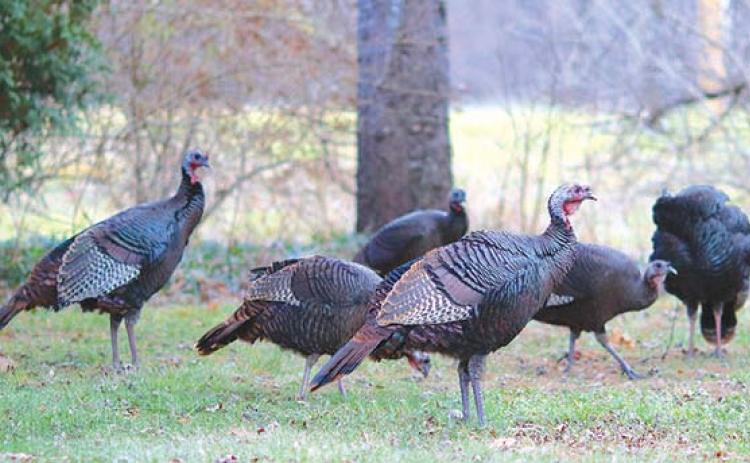 Wild turkey population shows slight increase in Kansas. Courtesy photo.