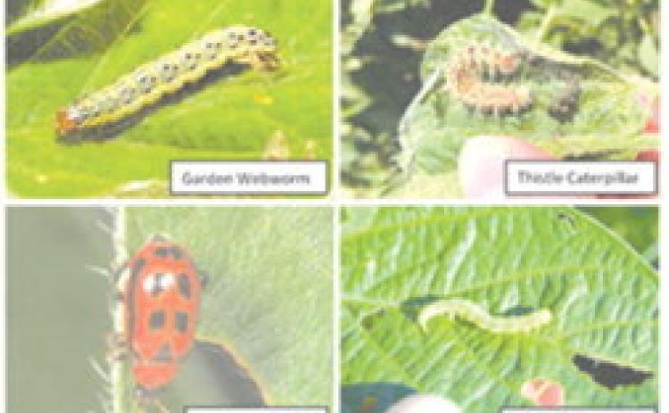 Dealing with soybean seedling pests