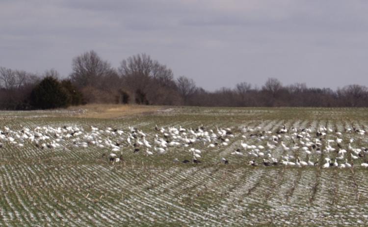 The local area is being inundated with Geese The history of goose management in Kansas and the Central Flyway is one of success. During the early 1960’s slightly more than 200,000 Canada geese were observed during the winter surveys in the Central Flyway. In January 2001, approximately 1.25 million were reported.
