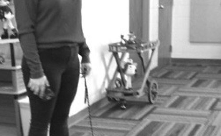 Service dog makes appearance at PEO meeting
