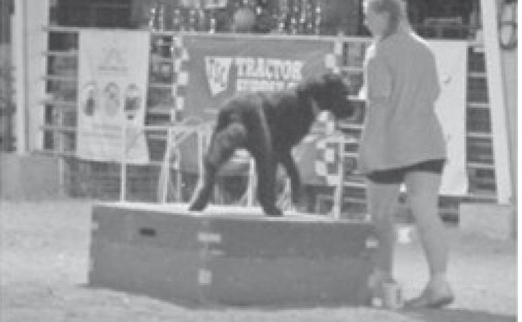 Youth in 4-H, FFA and Heritage Youth Association participated in the dog show during the fair. Photo by Jadeyn Ivey