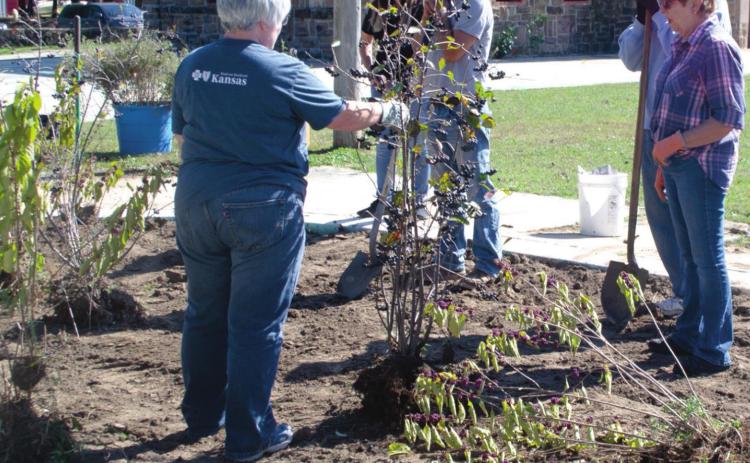 Cherri Chancellor moves a fruit-bearing bush