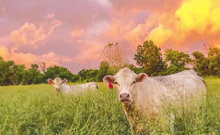 Columbus woman wins photo contest