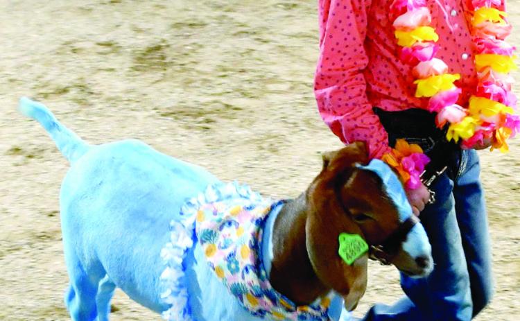 Elizabeth Gregory-Taylor and her goat Stitch competed in the Round Robin event during the Cherokee County Fair. Stitch brought $2,100 in the Premium Auction paid by Roger Draeger.