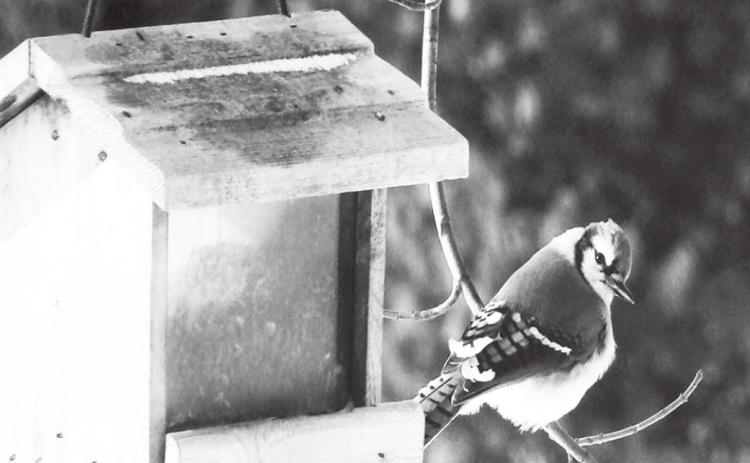 The importance of bird feeders to help protect our feathered friends