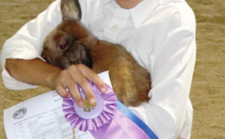 Results are in for market, fitting, showing rabbit classes