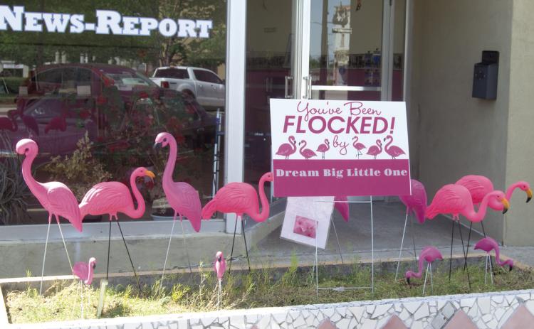 The opening round of Flocking Flamingo’s descended on the planter in front of the News-Report office. The only way to get rid of the flock is to pay a fine and send them somewhere else. The game is a fundraiser for Dream Big- Little Ones. If you have someone you would like the Flamingo’s to flock to their yard call 620-429-6353.