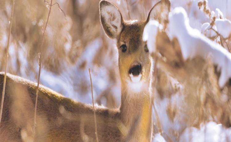 Columbus Central seventh grade ‘Snow Day Poems’