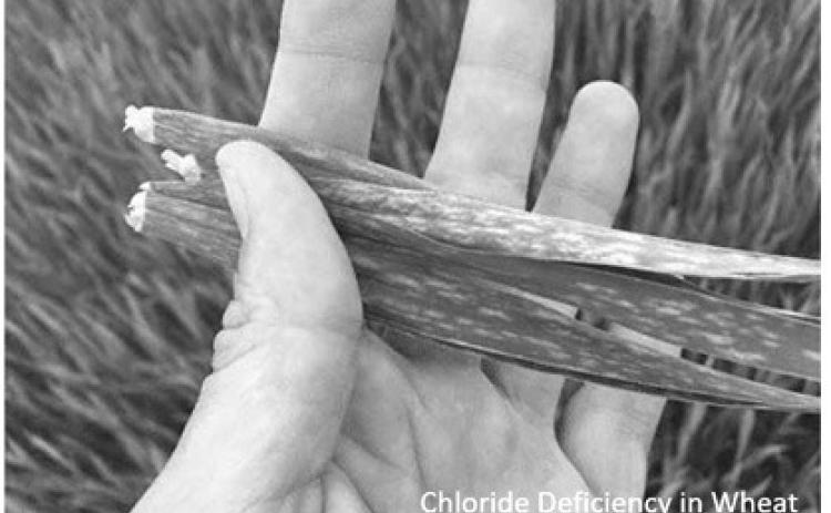 Sulfur, chloride problems for wheat growth