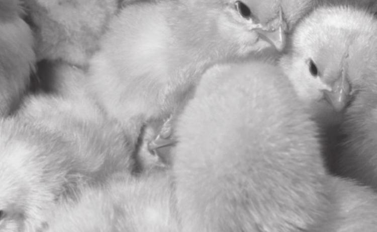 Preparing to purchase chicks