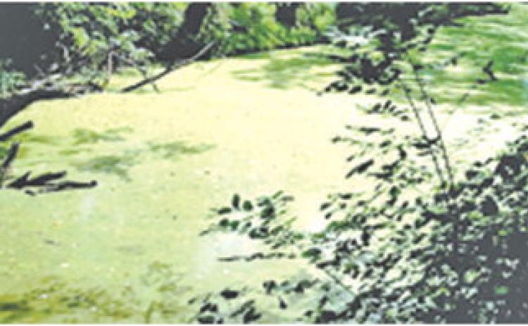 Nearly 10 years ago Cow Creek was considered polluted by the sewer plant in Pittsburg. The Kansas Department of Health and Environment (KDHE) allowed the city to flood the sewage into Cow Creek and Cherokee County during heavy rain. File photo.