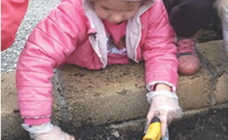 Members of Heritage Youth of America, a new youth development club, helped plant mums at the Extension Office. Jael King, readies the hole for the plant. Courtesy photo.