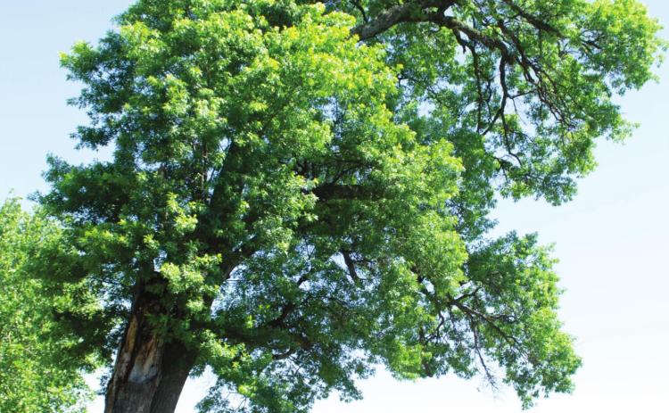 This giant Pin Oak