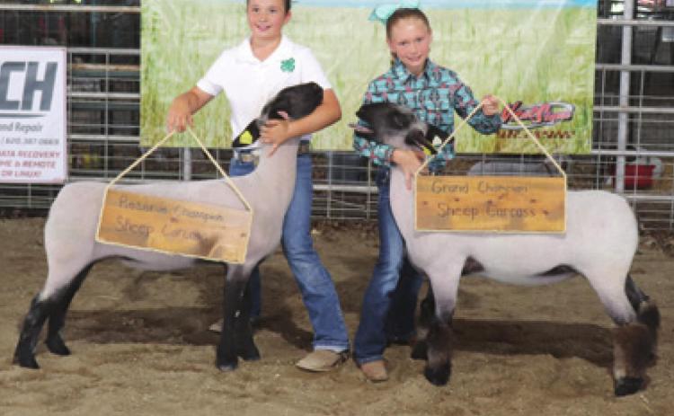 Ribbons announced in sheep show